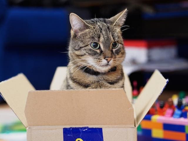 cats and boxes
