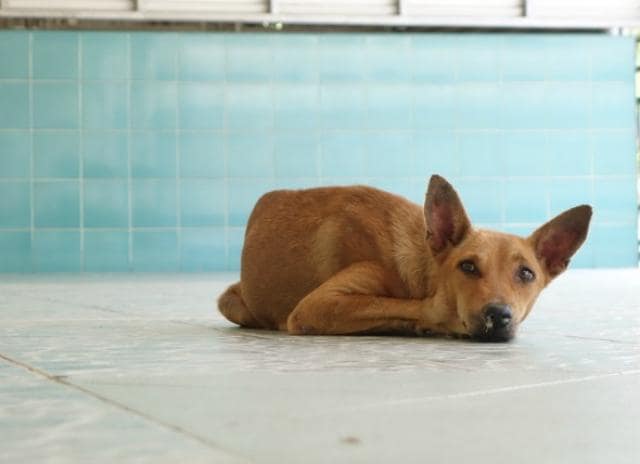 what is the difference between vomiting and regurgitation in dogs