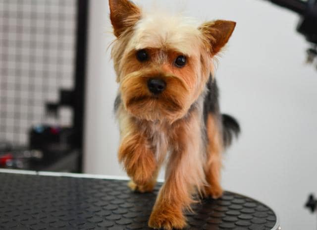 yorkshire terrier coughing choking