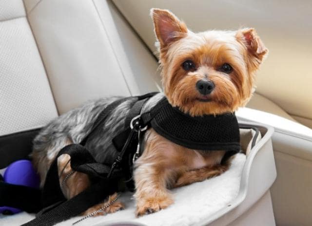 Dog Car Safety Do You Need A Seat Belt Barrier Or Carrier Petmd - Are Dog Seat Belts Safe
