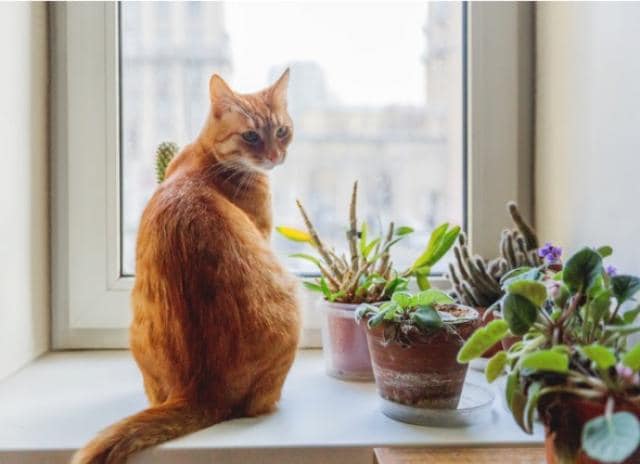 6 Cat Safe Plants You Can Have At Home