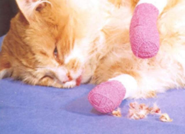 declawing cats cost uk Lilly Valadez