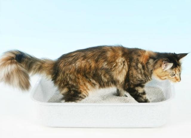 Long Term Diarrhea Symptoms Cats PetMD