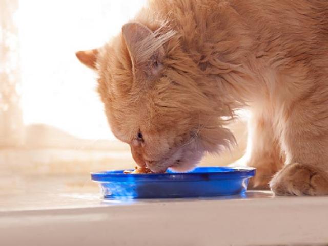 will anti inflamatory diet help cats