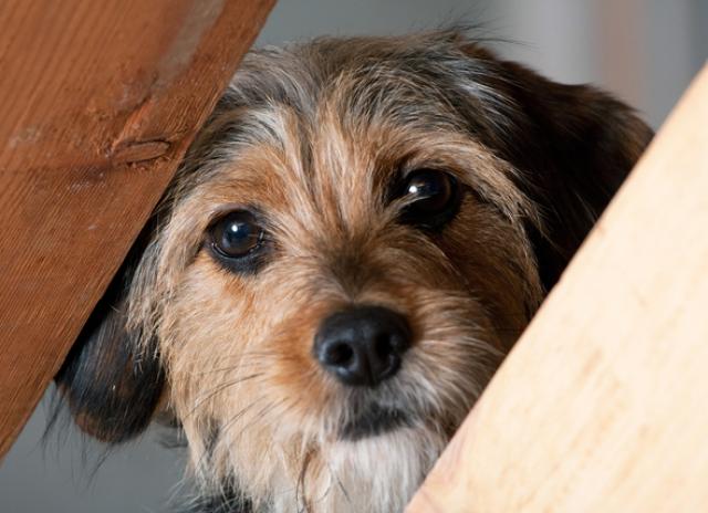 Why Is My Dog Afraid To Go Outside Petmd