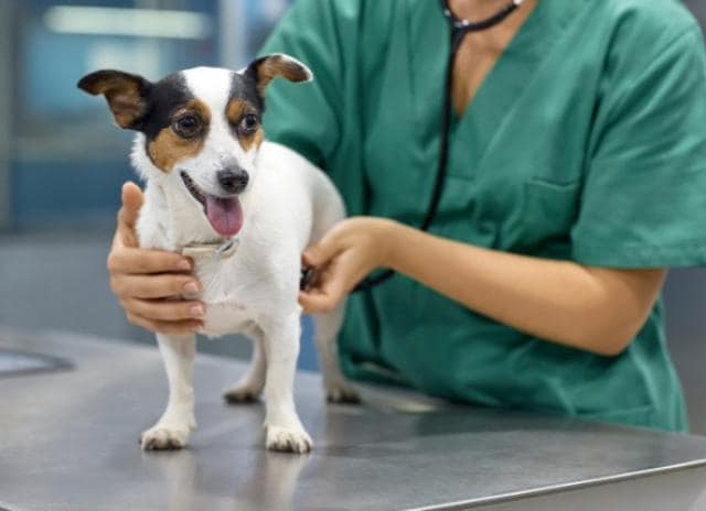 Overview of Cost of Heartworm Treatment | PetMD