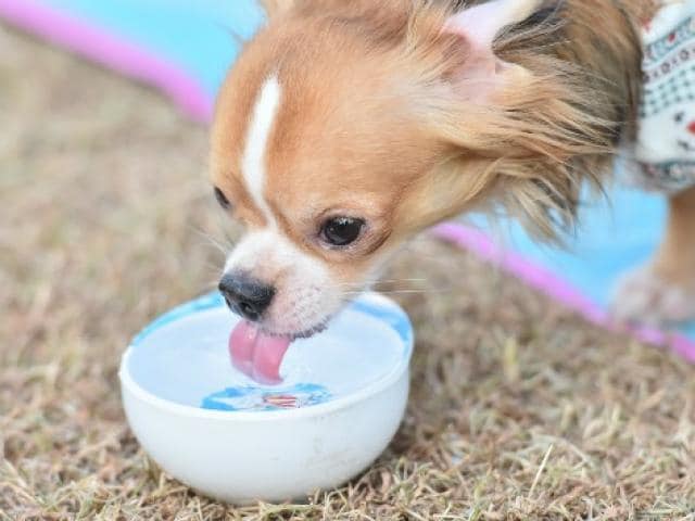 puppy drink water