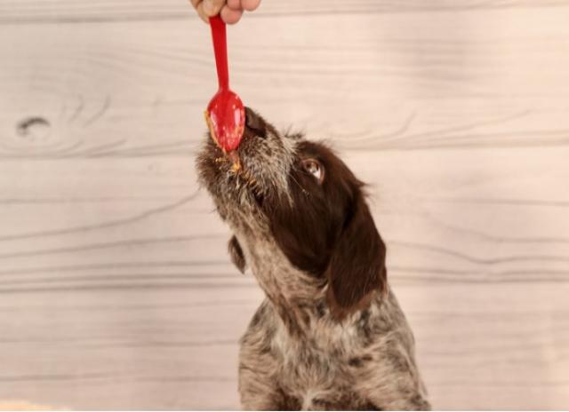 Is Peanut Butter Safe For Dogs Petmd
