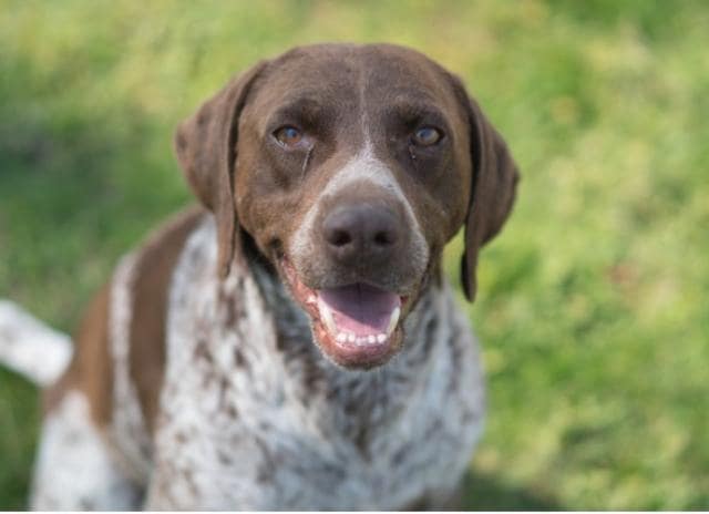 dog hay fever treatment