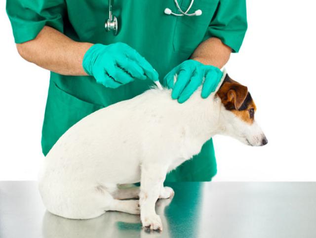flea & tick treatment for dogs
