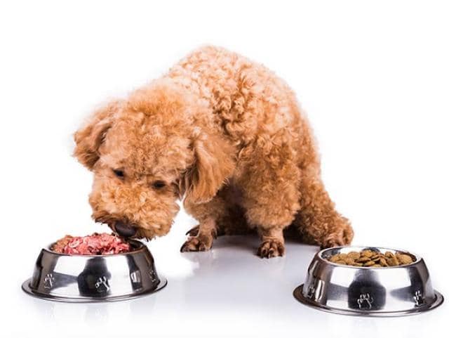 Is Your Pet's Food Safe Enough for Human Consumption? PetMD