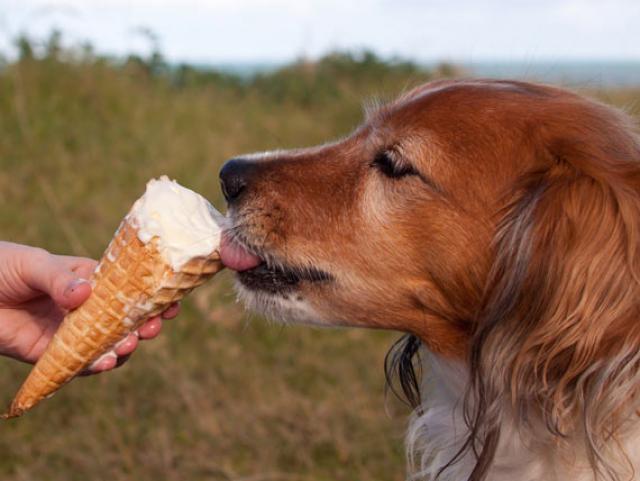 diy ice cream for dogs