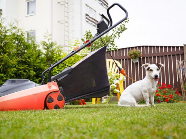 Lawnmower Safety and Pets | PetMD