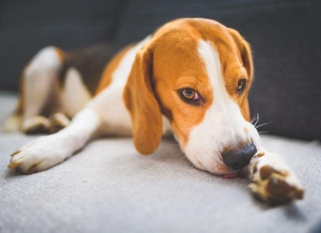 dog mold allergy treatment
