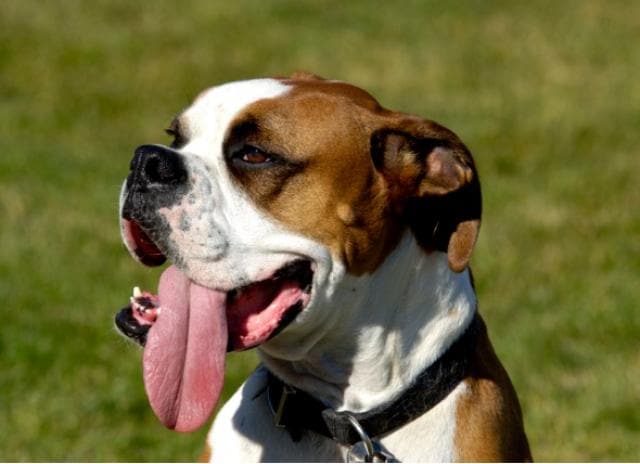 what does it mean when your dog is panting