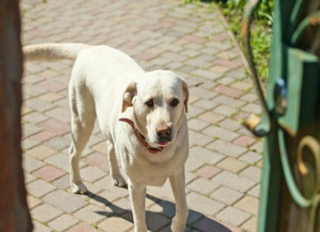 dog burned paws on hot pavement