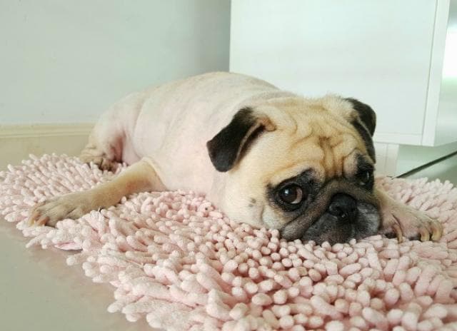 will pepto bismol stop diarrhea in dogs