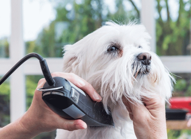Shear Madness — Summer Grooming and Sun Safety for Dogs | PetMD