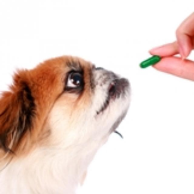 vitamins that dogs need
