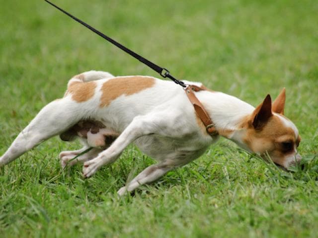 pulling puppy on leash