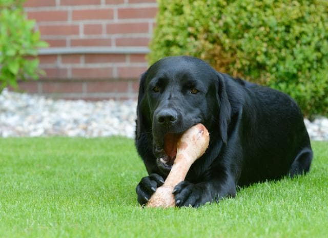 bones and raw food