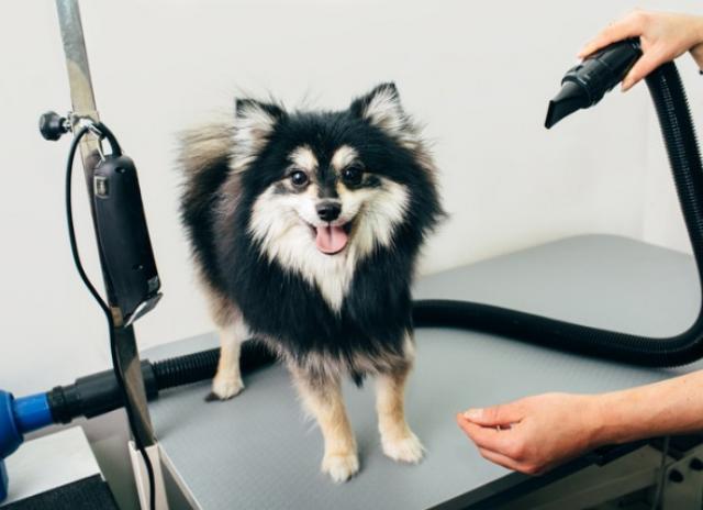 Tips for Getting Your Dog Comfortable with a Dog Dryer | PetMD