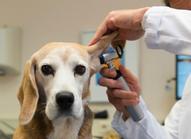 Ear Hematoma In Dogs Petmd