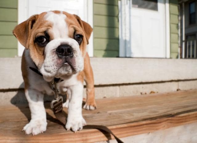 how do you train a puppy not to pee in the house