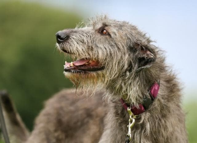 dog dcm treatment