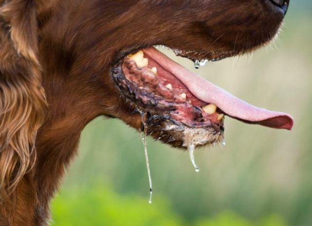 water drops for dogs teeth