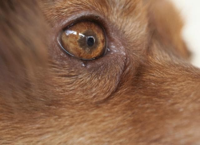 Eye Displacement In Dogs Petmd