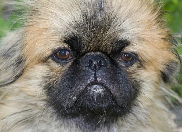 25 Can You Cut Dogs Eyelashes