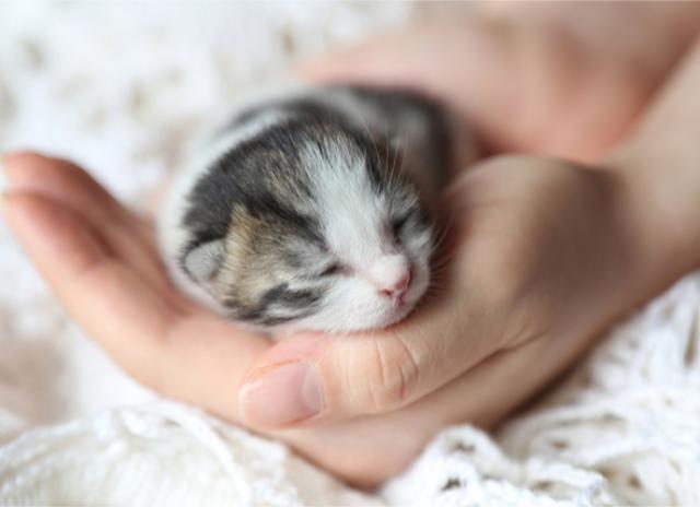 fading kitten syndrome home treatment