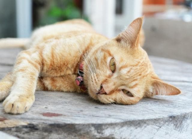 feline hepatic lipidosis home treatment