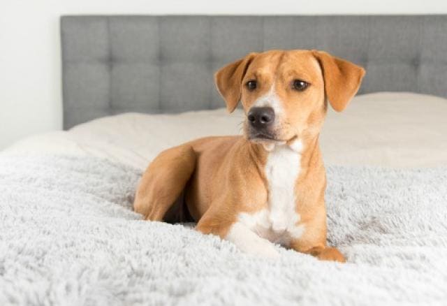 female dog humping in heat