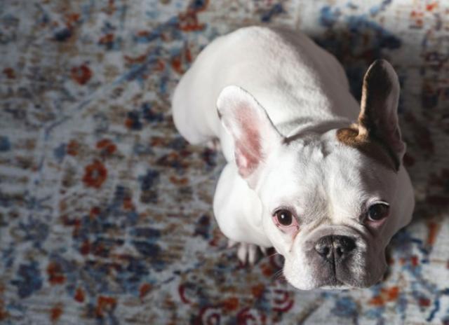 Can I Give My Dog Benadryl And If So How Much