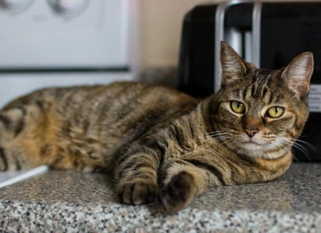Genius Ways To Keep Your Cat Off The Kitchen Counter Petmd