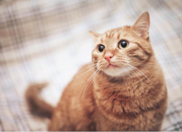 Curated visual reference: Gallery Detail: Mange In Cats