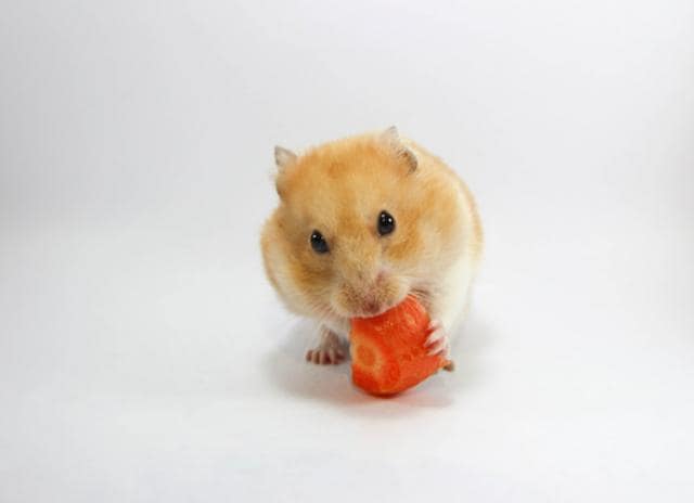 can dwarf hamsters eat apples