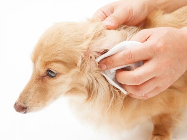 otc dog ear infection