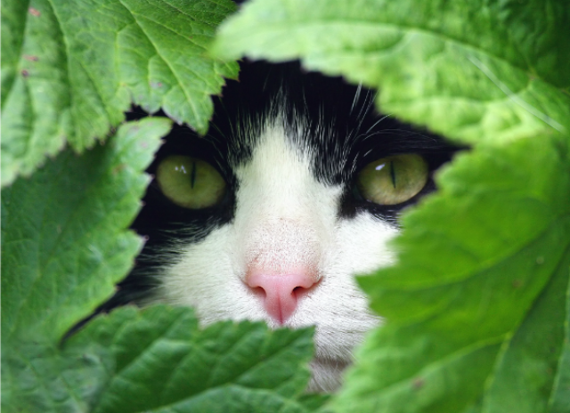 herbs reduce stress cats
