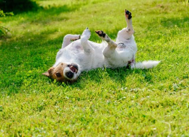 flea and tick lawn treatment safe for dogs