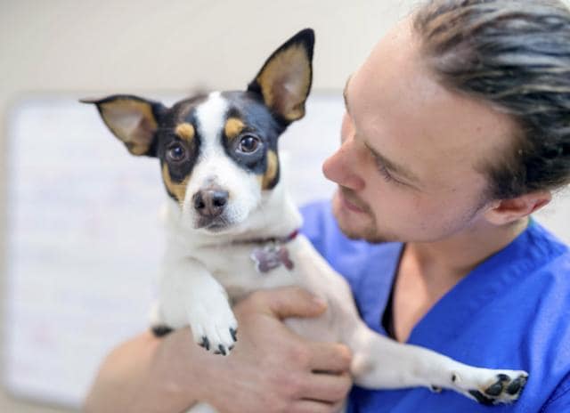 does steam help kennel cough