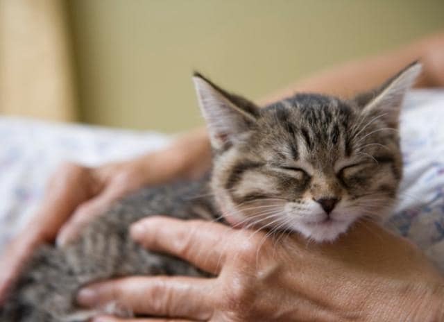 Why Do Cats Purr? What Does Cat Purring Mean? | PetMD