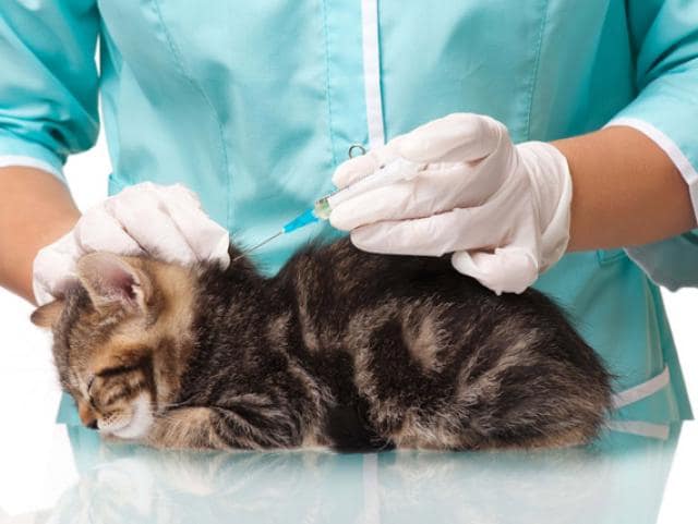 vaccinating older cats