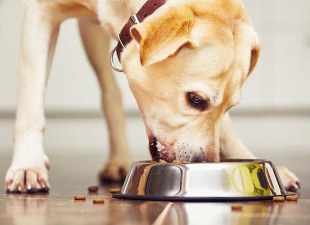low fat dog food for small breeds