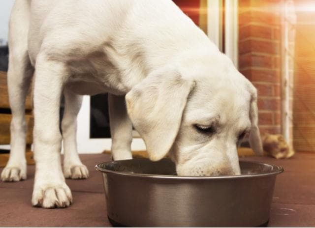 when to give puppy wet food