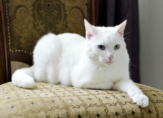 feline incontinence treatment