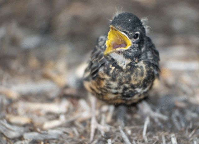 How to Care for a Lost Baby Bird 