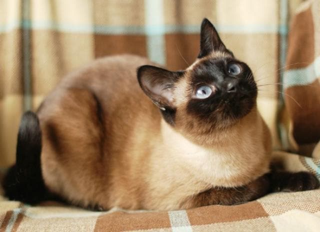 Mast Cell Tumor (Mastocytoma) in Cats PetMD